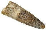 Fossil Spinosaurus Tooth - Real Dinosaur Tooth #354777-1